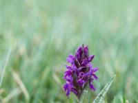 Knabenkraut Orchidee